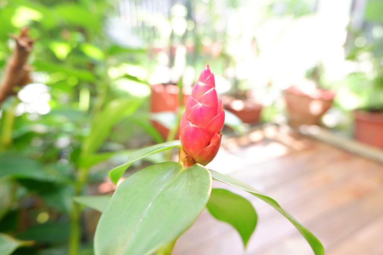 Mon Lodge & Yoga Donmueang Bangkok Exteriér fotografie